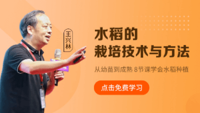 水稻的栽培技术与方法